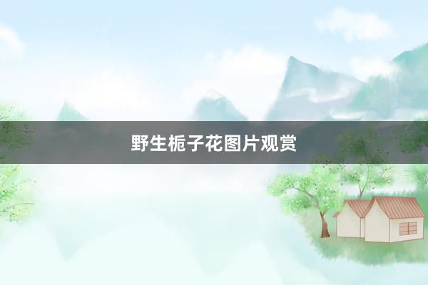 野生栀子花图片观赏